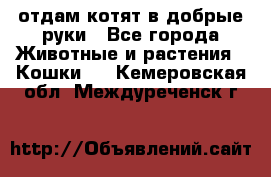 отдам котят в добрые руки - Все города Животные и растения » Кошки   . Кемеровская обл.,Междуреченск г.